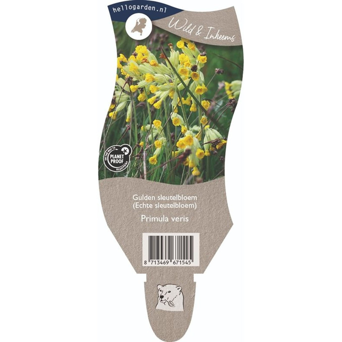 Gullviva – Primula veris - P11