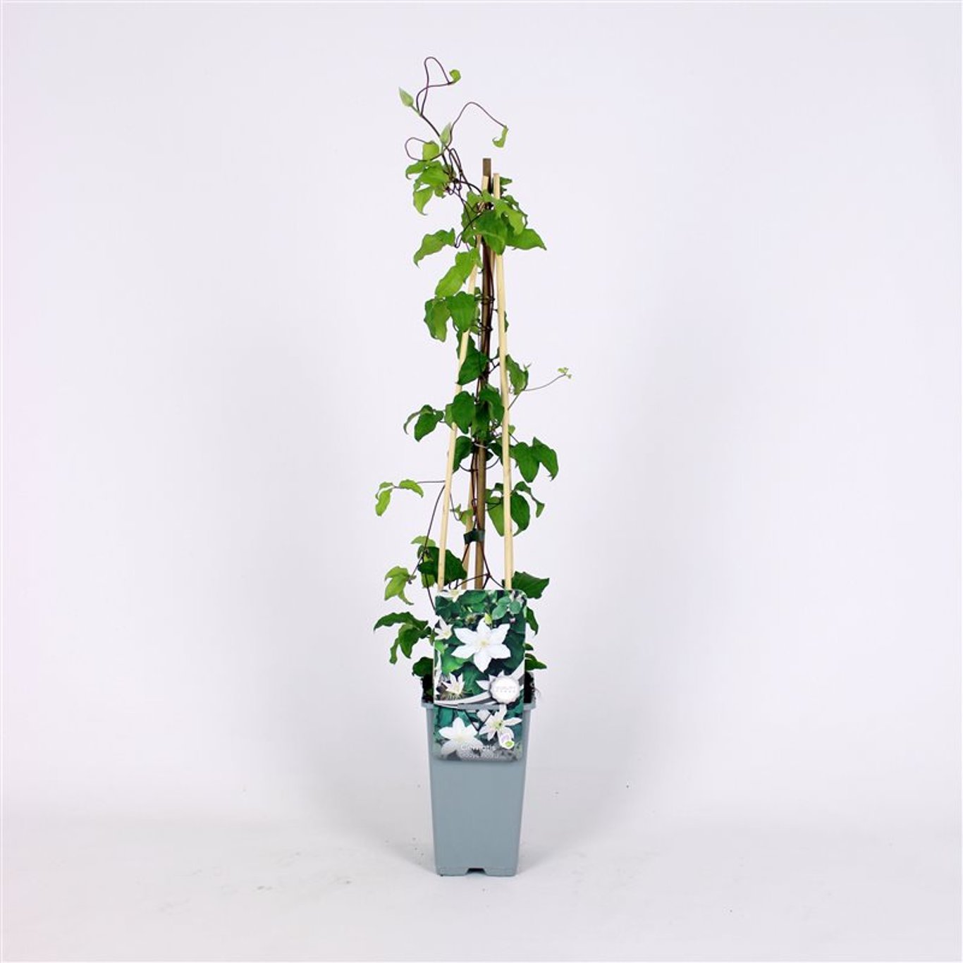 Klematis – Clematis 'Gladys Picard' - C2 70/+ CM