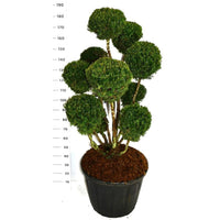 Hybrididegran – Taxus media 'Hillii' - C110 120-140 cm. Bonsai