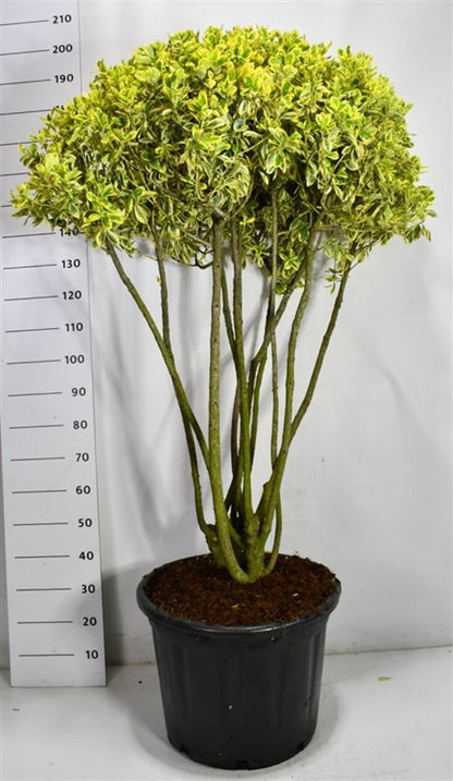 Japansk benved – Euonymus japonicus &