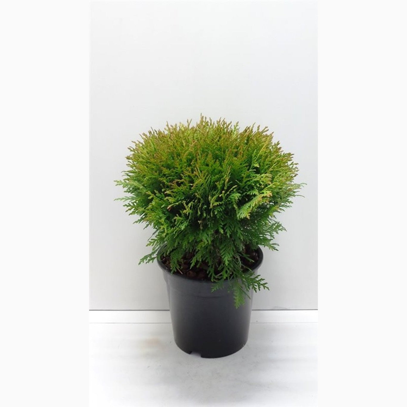 Thuja – Thuja occidentalis 'Danica' - C3 25-30 CM