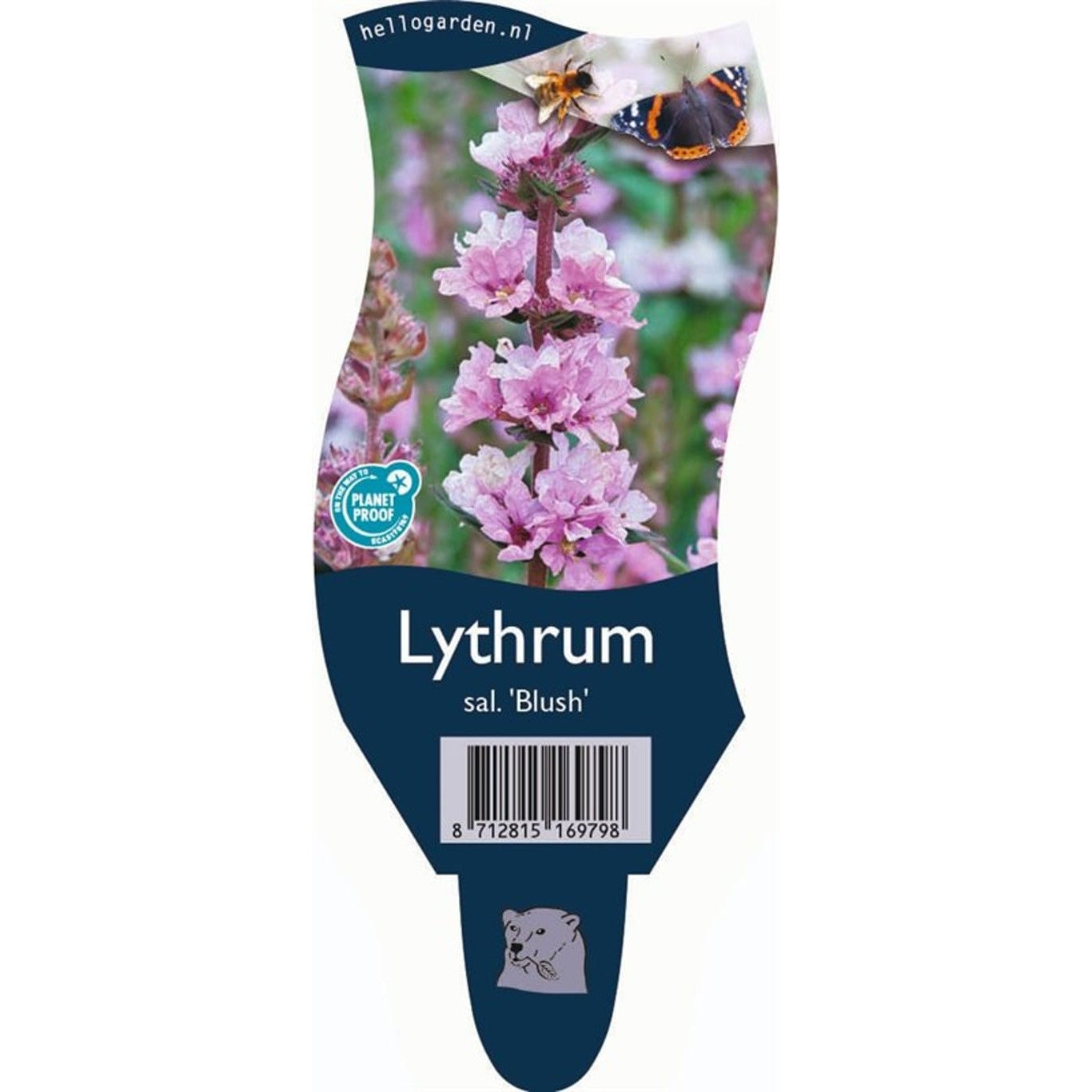 Fackelblomster – Lythrum salicaria 'Blush' - P11