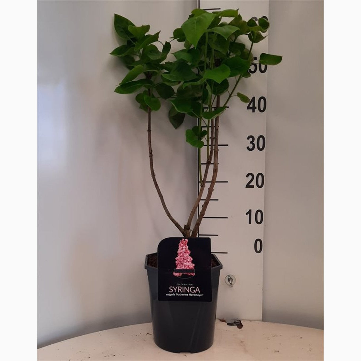 Syren (V); – Syringa vulgaris 'Katherine Havemeyer' - C5 50-60 CM