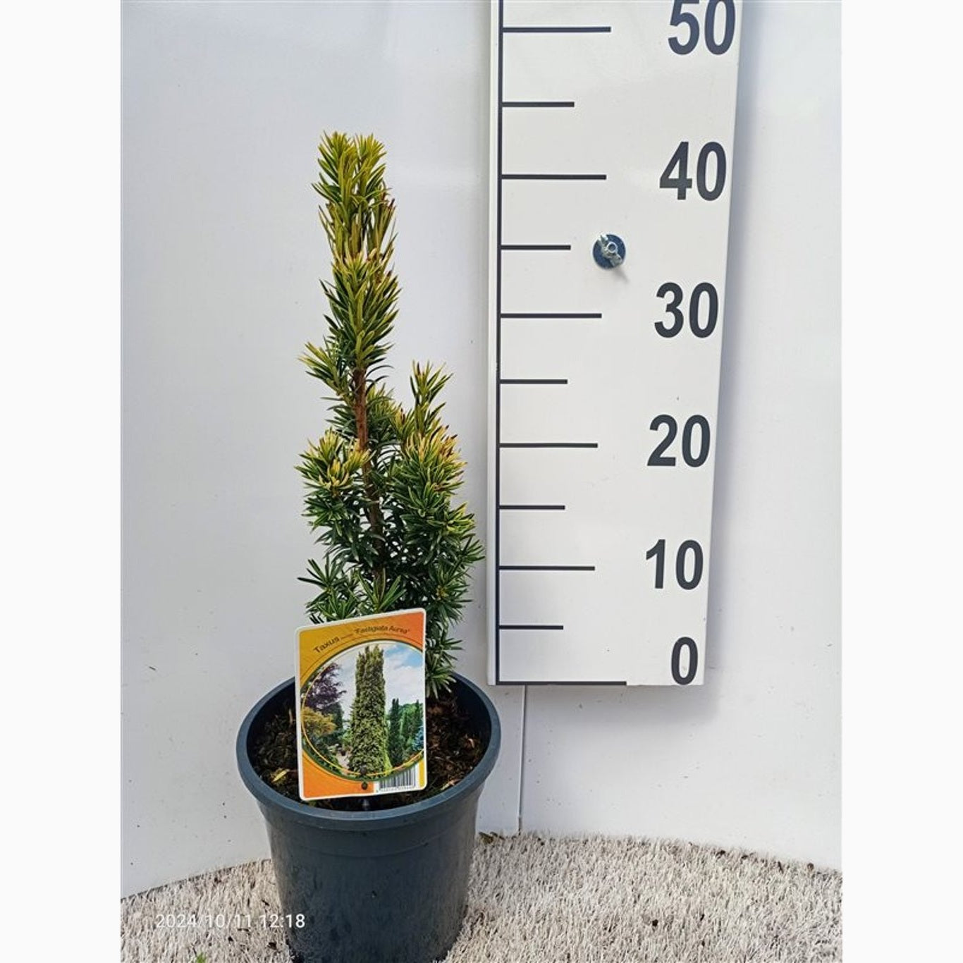 Idegran – Taxus baccata 'Fastigiata Aurea' - C3 30-40 CM