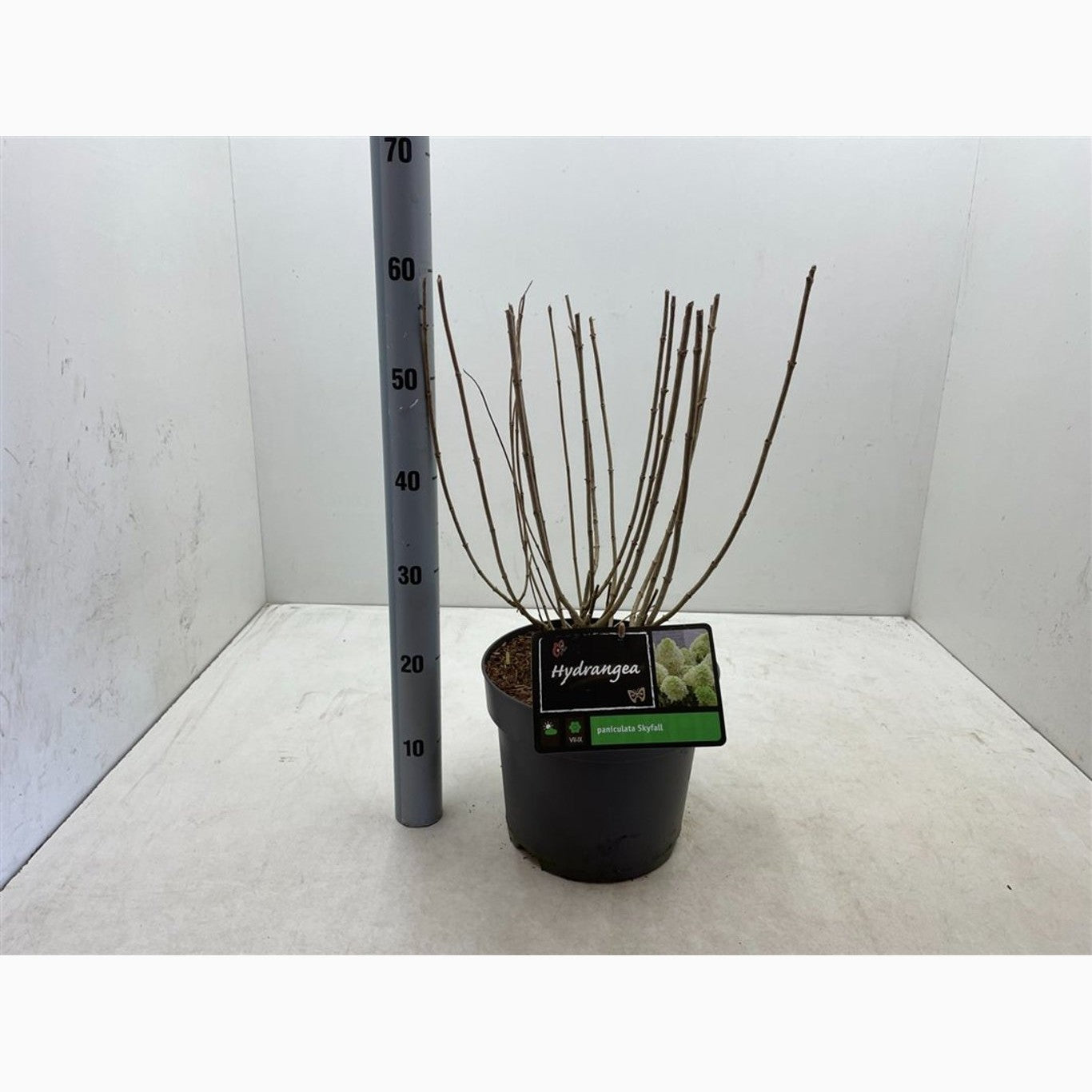 Syrenhortensia – Hydrangea paniculata 'Skyfall'® - C7,5