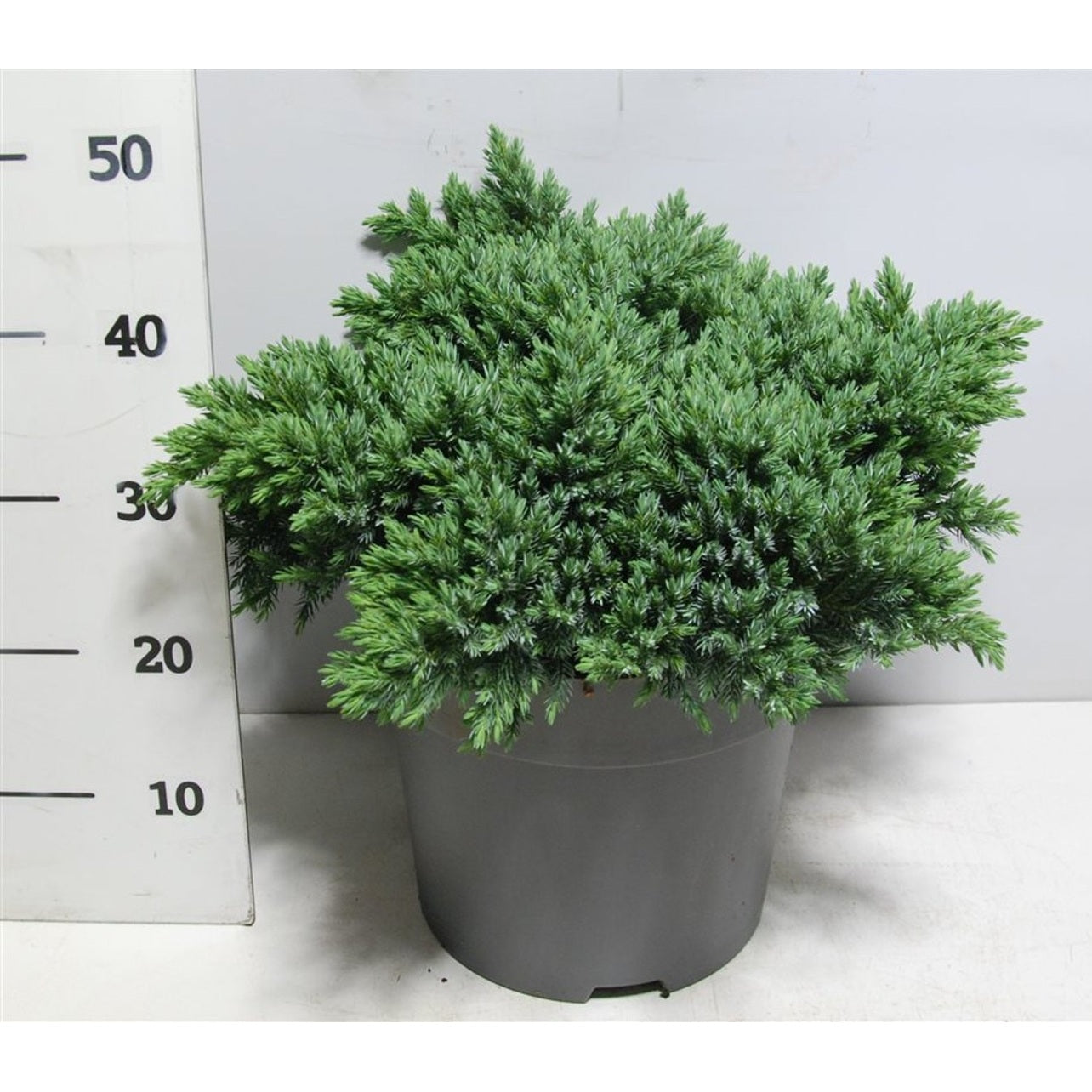 Himalaya-en – Juniperus squamata 'Blue Star' - C12 40-50 cm.