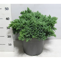 Himalaya-en – Juniperus squamata 'Blue Star' - C12 40-50 cm.