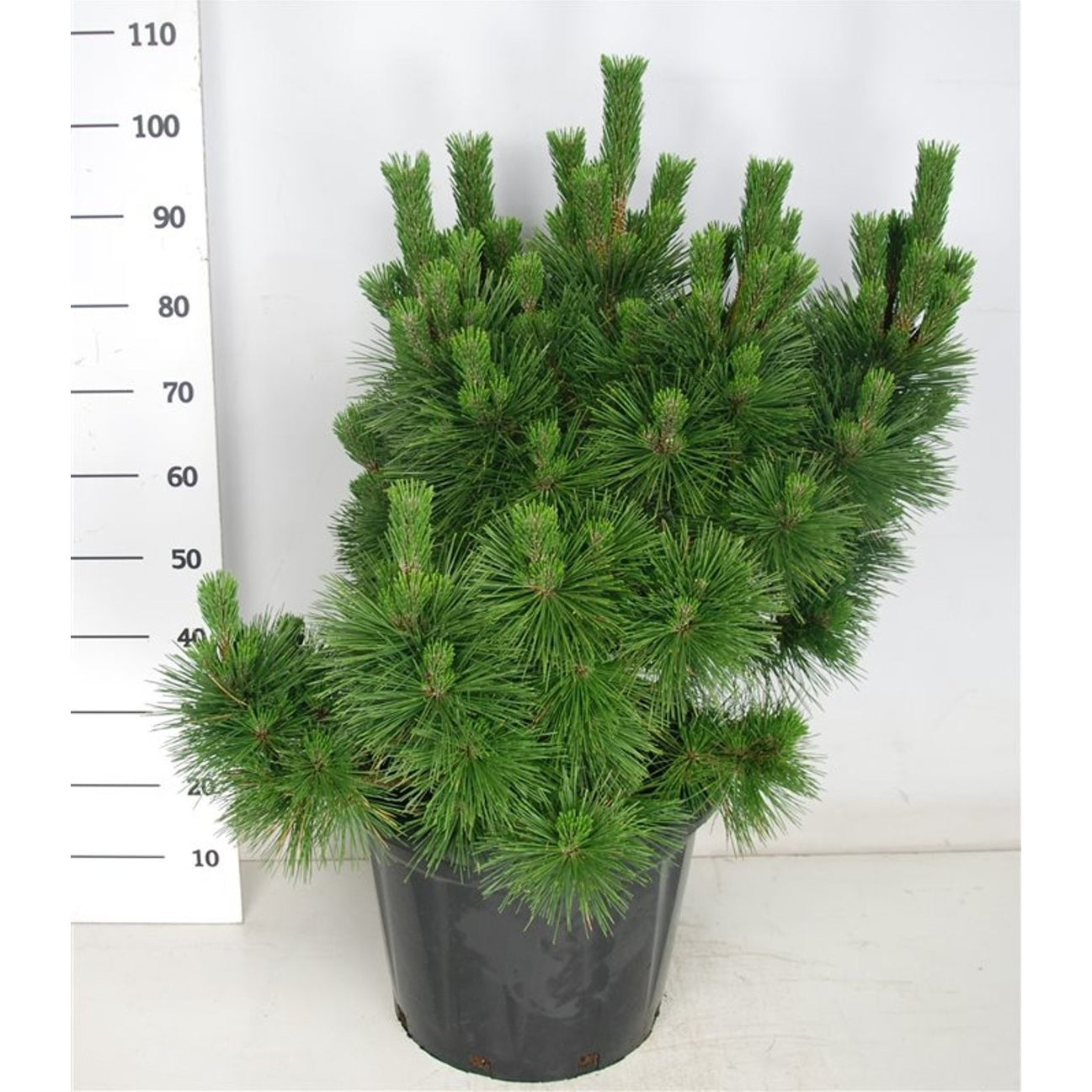 Japansk svarttall – Pinus thunbergii 'Thunderhead' - C25 50-60 cm.