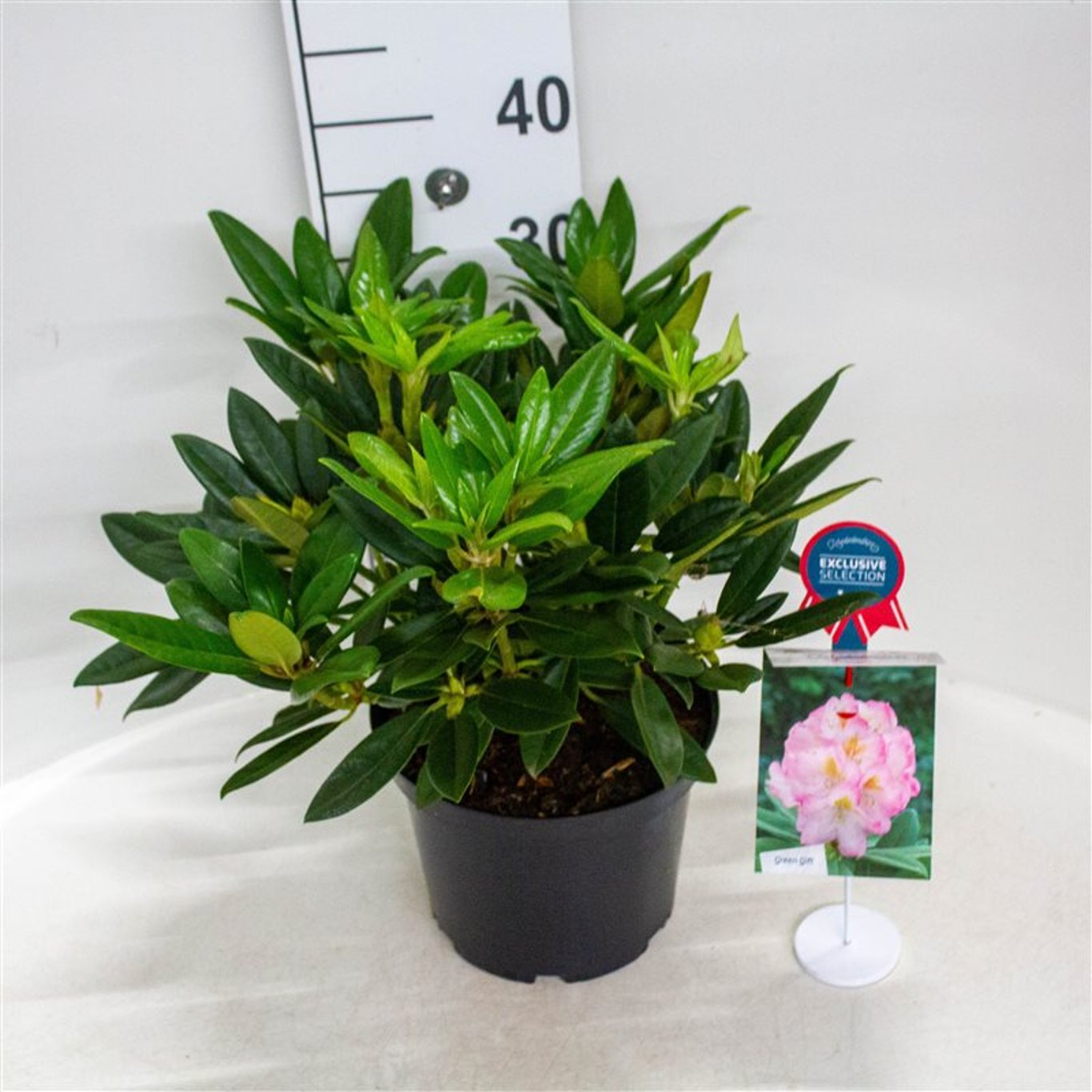 Rhododendron – Rhododendron 'Brigitte' - C5 30-40 CM