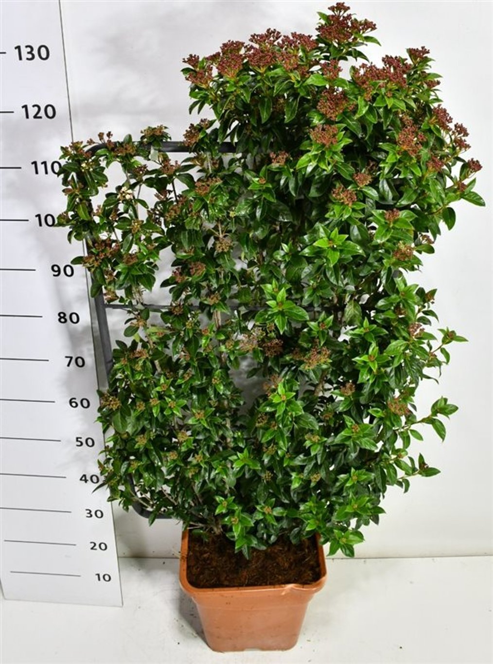 Städsegrönt olvon – Viburnum tinus &