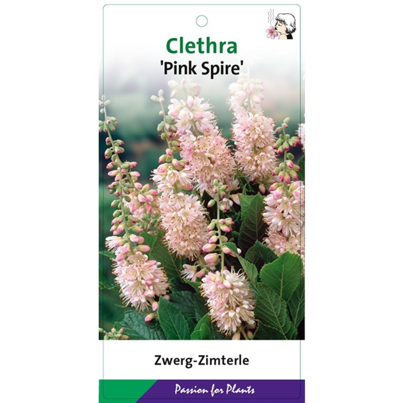 Sommarljusa – Clethra alnifolia 'Pink Spire' - C5 50-60 CM