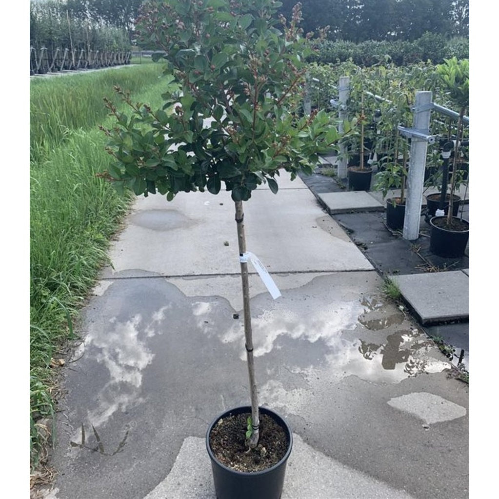 Lagerkrage – Lagerstroemia indica 'Eveline' - 80 CM Stem C10