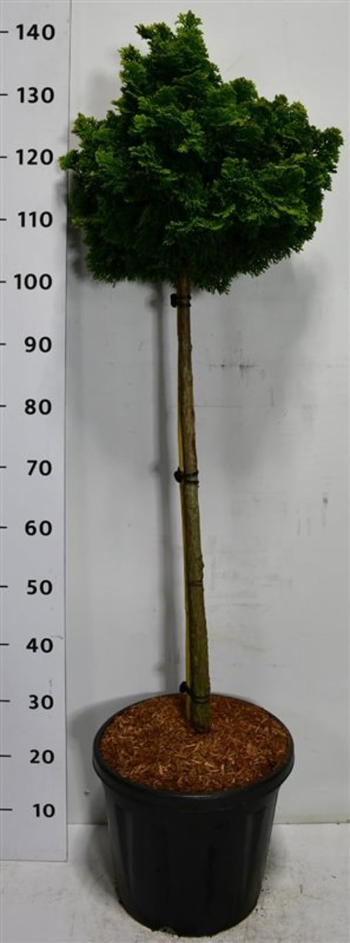 Ädelcypress – Chamaecyparis obtusa 'Nana Gracilis' - C18 80 cm. Stam