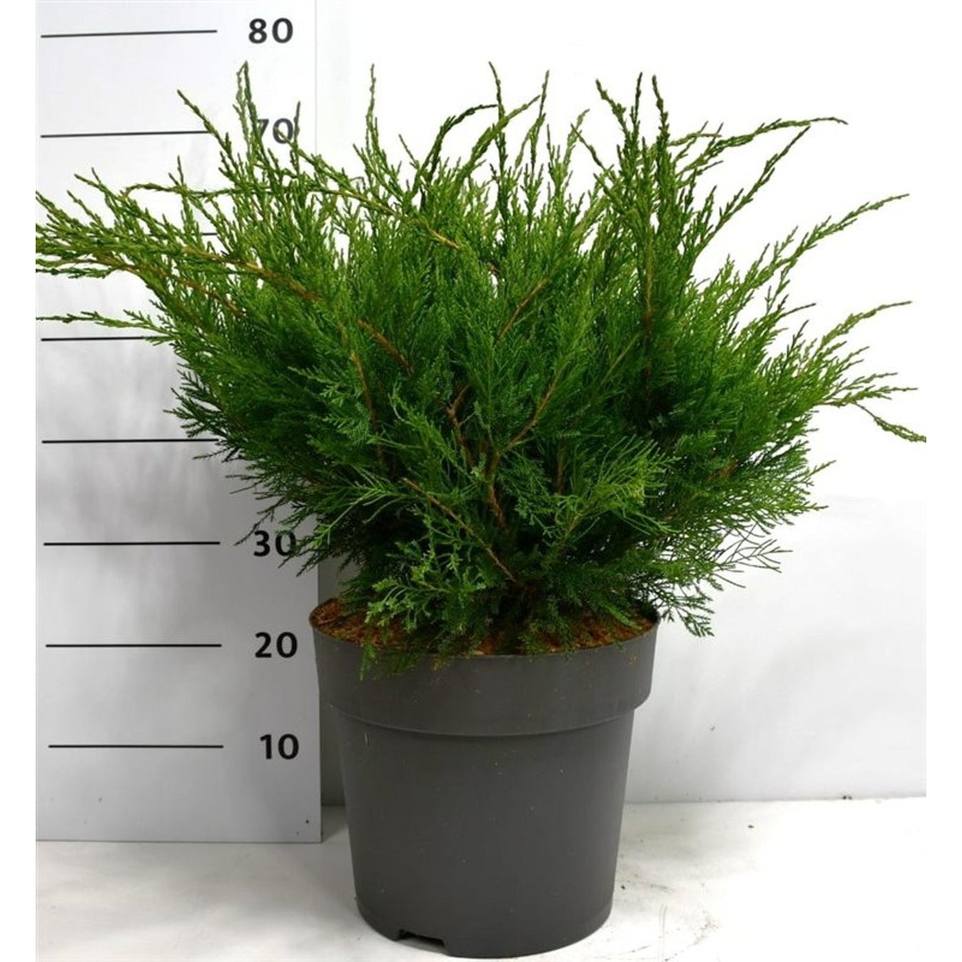 Pfitzer-en – Juniperus pfitzeriana 'Mint Julep' - C12 50-60 cm.