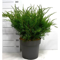 Pfitzer-en – Juniperus pfitzeriana 'Mint Julep' - C12 50-60 cm.