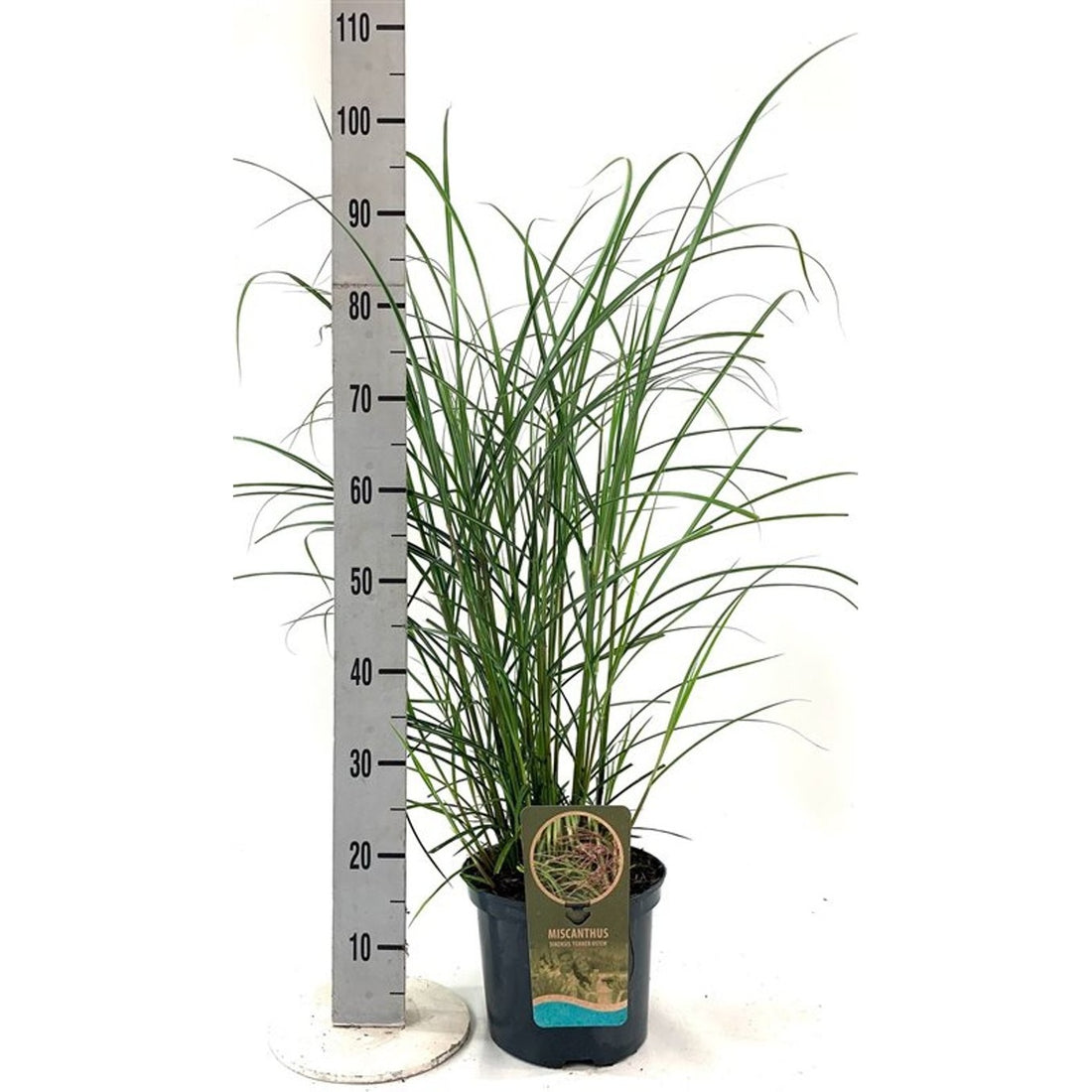 Glansmiskantus – Miscanthus sinensis &