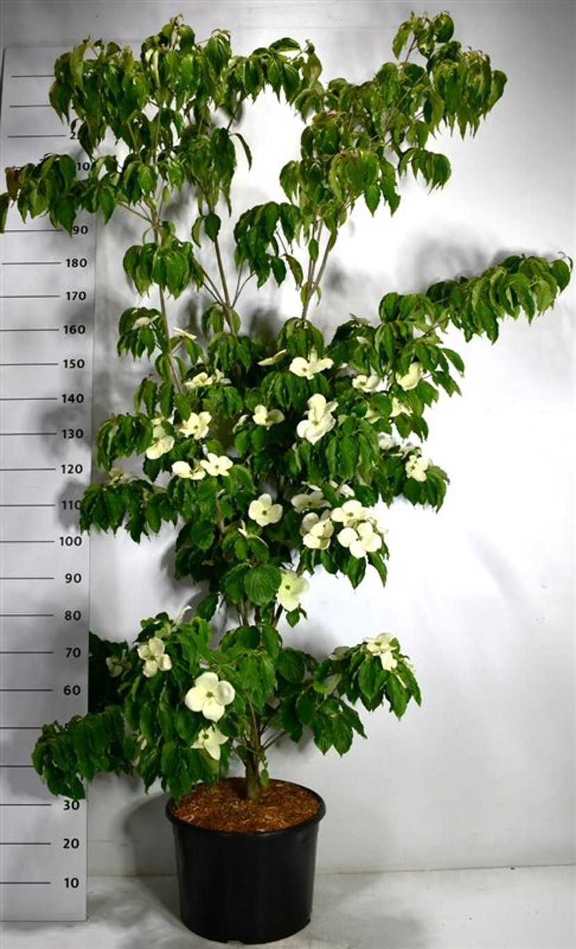Japansk blomsterkornell – Cornus kousa &