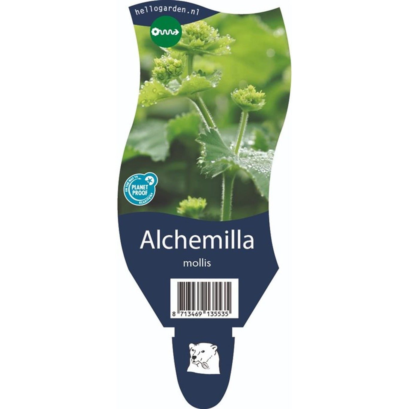 Daggkåpa – Alchemilla mollis - P11