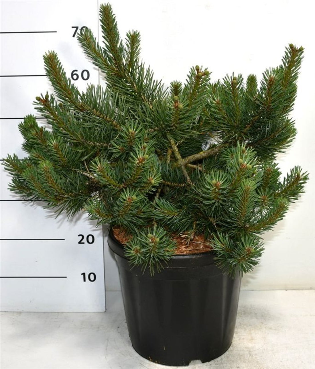 Tall – Pinus sylvestris &
