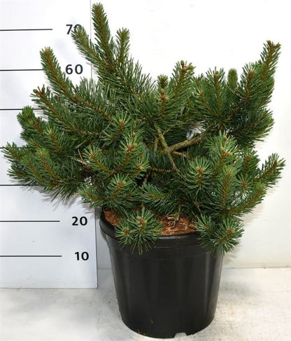 Tall – Pinus sylvestris &