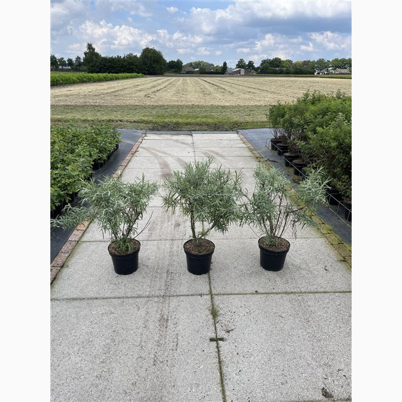 Smalbladig vide – Salix elaeagnos 'Angustifolia' - C7.5 40-60 CM