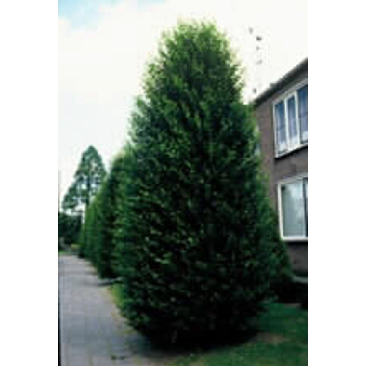 Avenbok – Carpinus betulus 'Fastigiata' - C25 10/12 Feathered