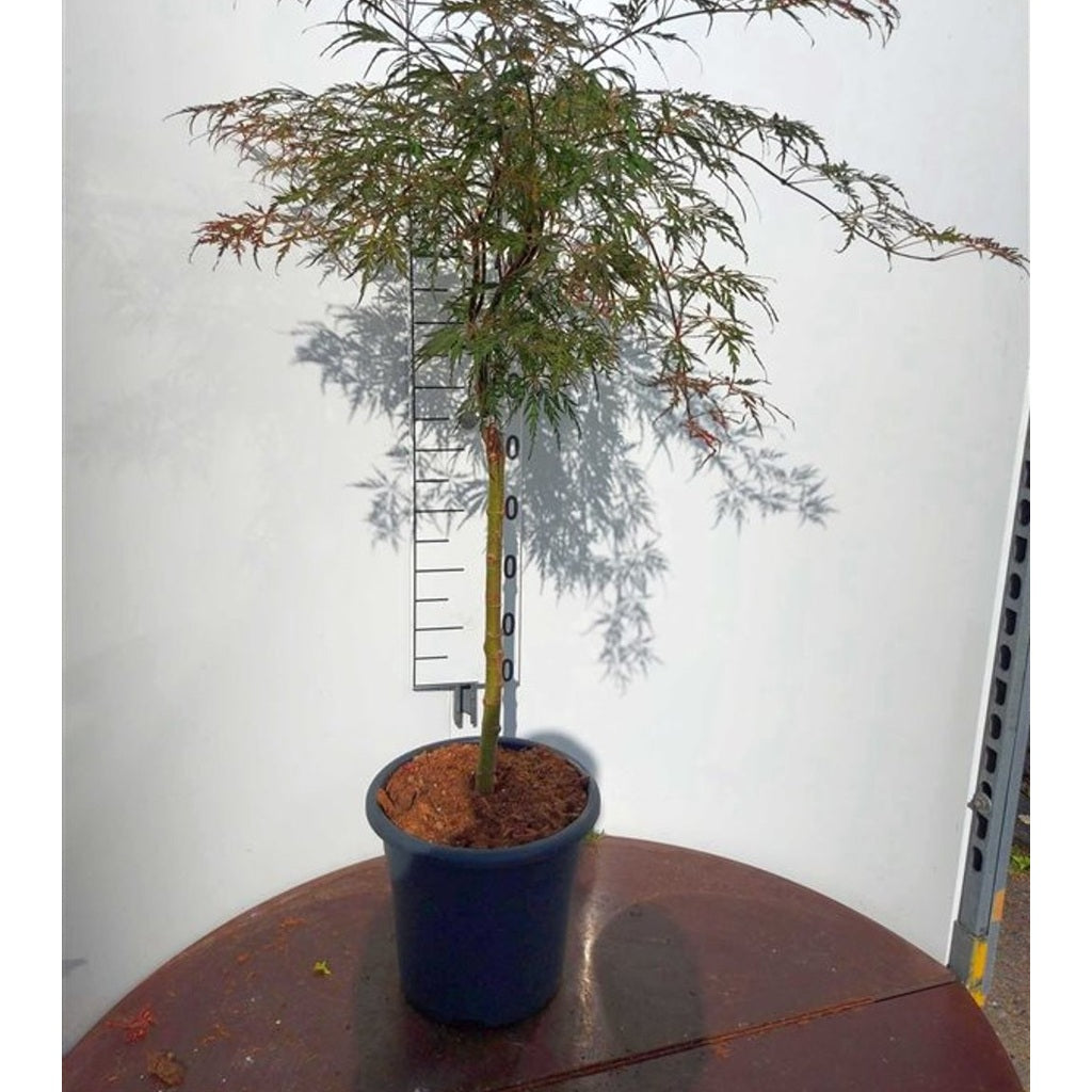 Japansk lönn – Acer pal. 'Crimson Princess' - 50 CM Stem C15