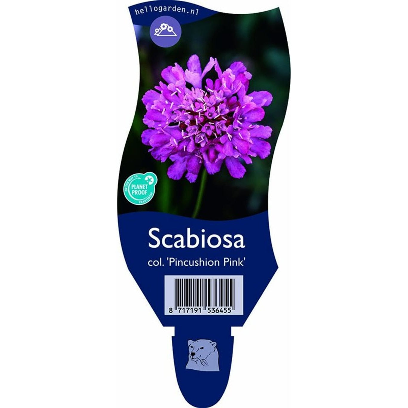 Åkervädd – Scabiosa columbaria 'Pincushion Pink' - P11