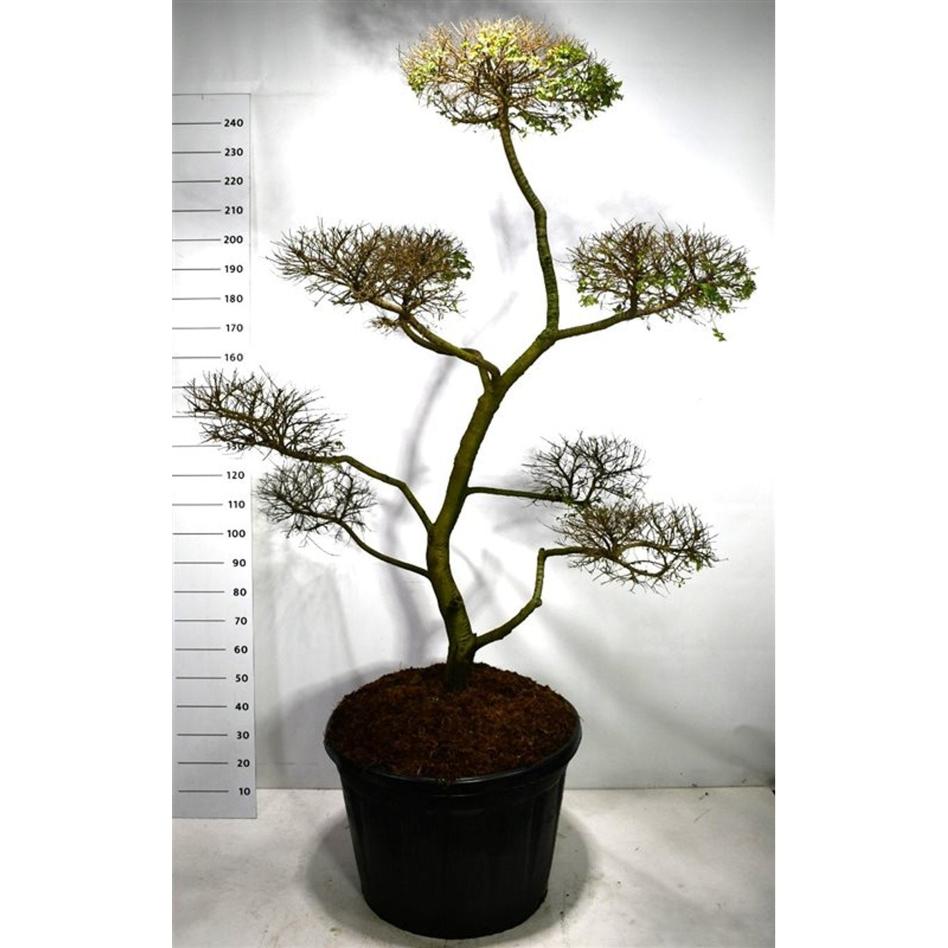 Fältalm – Ulmus minor 'Jacqueline Hillier' - 180-200 CM Bonsai Cont.