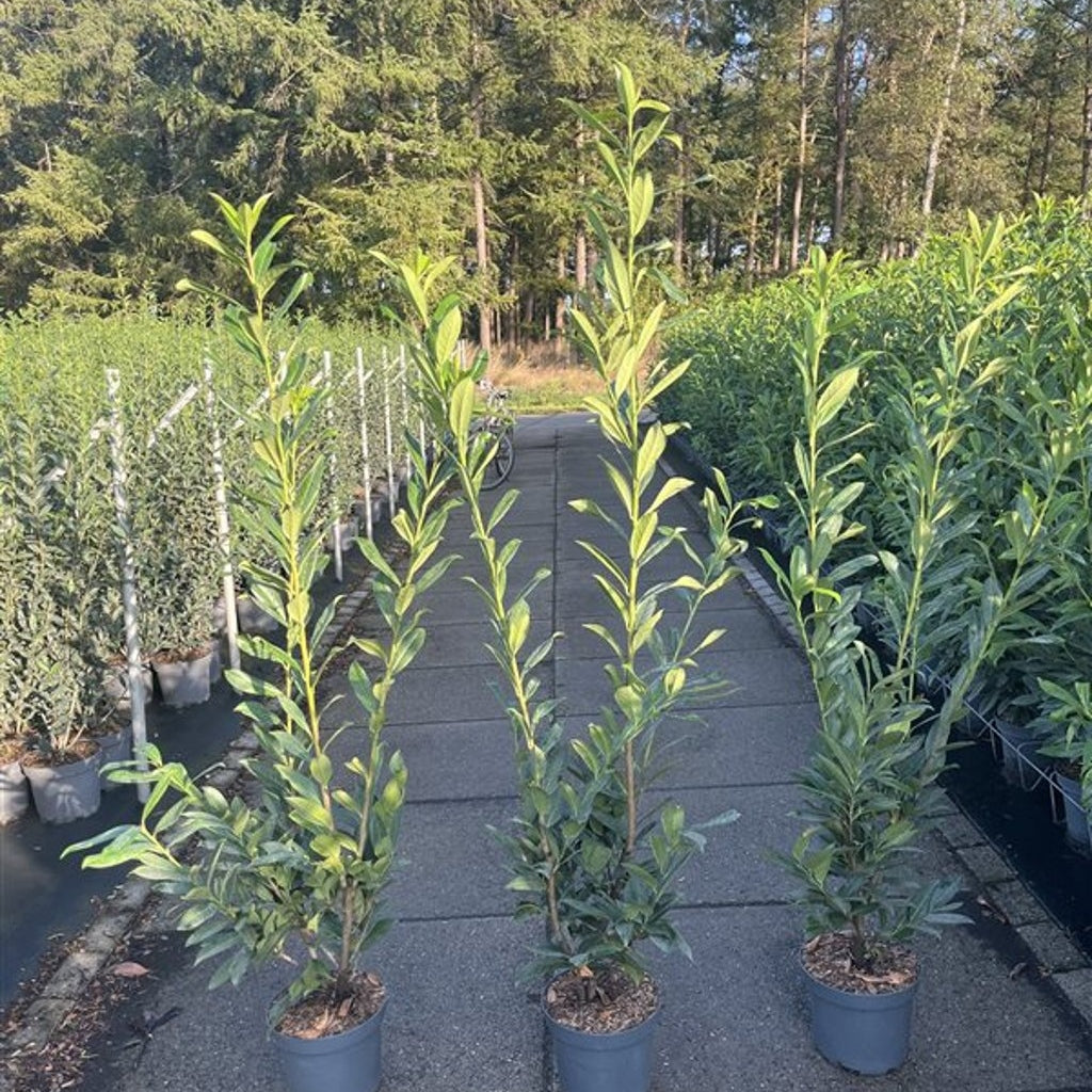 Lagerkörsbär – Prunus laurocerasus 'Caucasica' - C7,5 125-150 CM