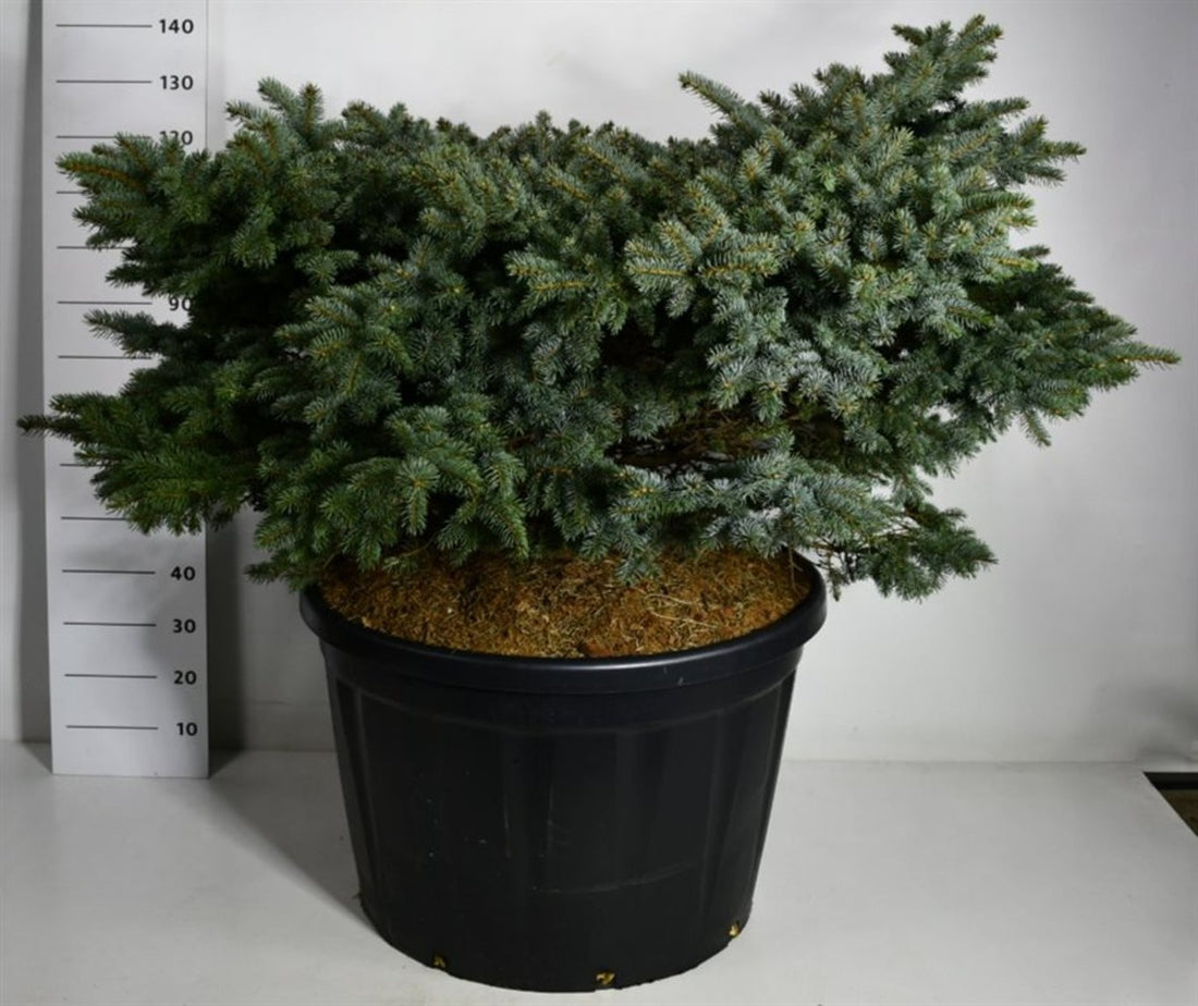 Blågran – Picea pungens &