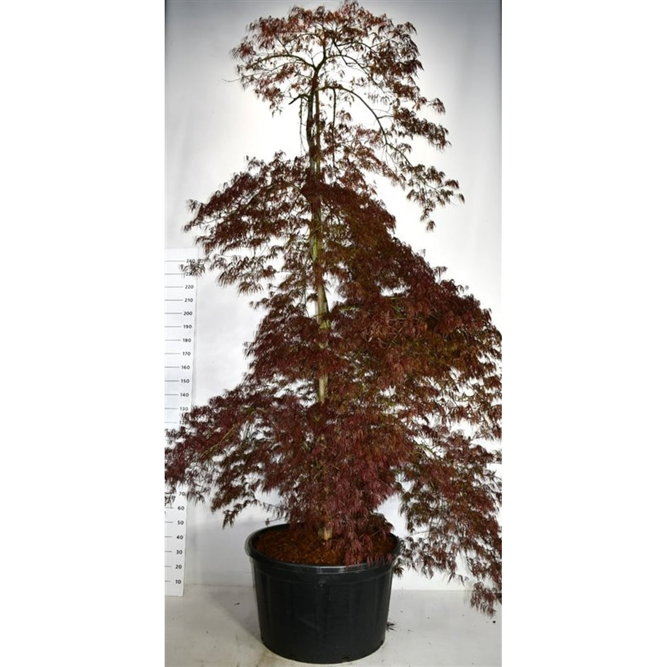 Japansk lönn – Acer palmatum 'Inaba-shidare' - C280 300-325 cm.