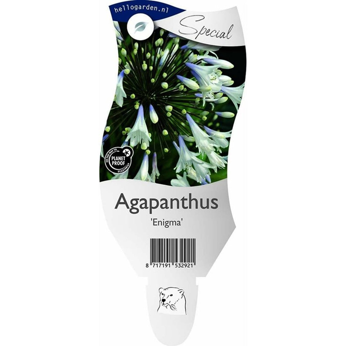 Afrikansk blåstjärna – Agapanthus &