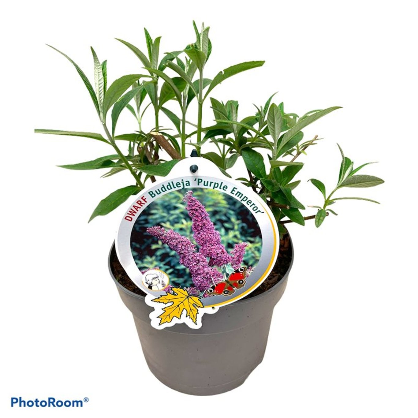 Sommarlilja – Buddleja d. 'Purple Emperor' - C3