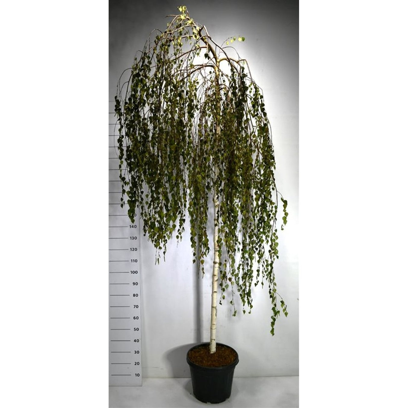 Glasbjörk, hängande – Betula p. 'Youngii' - 200 CM Stem C30