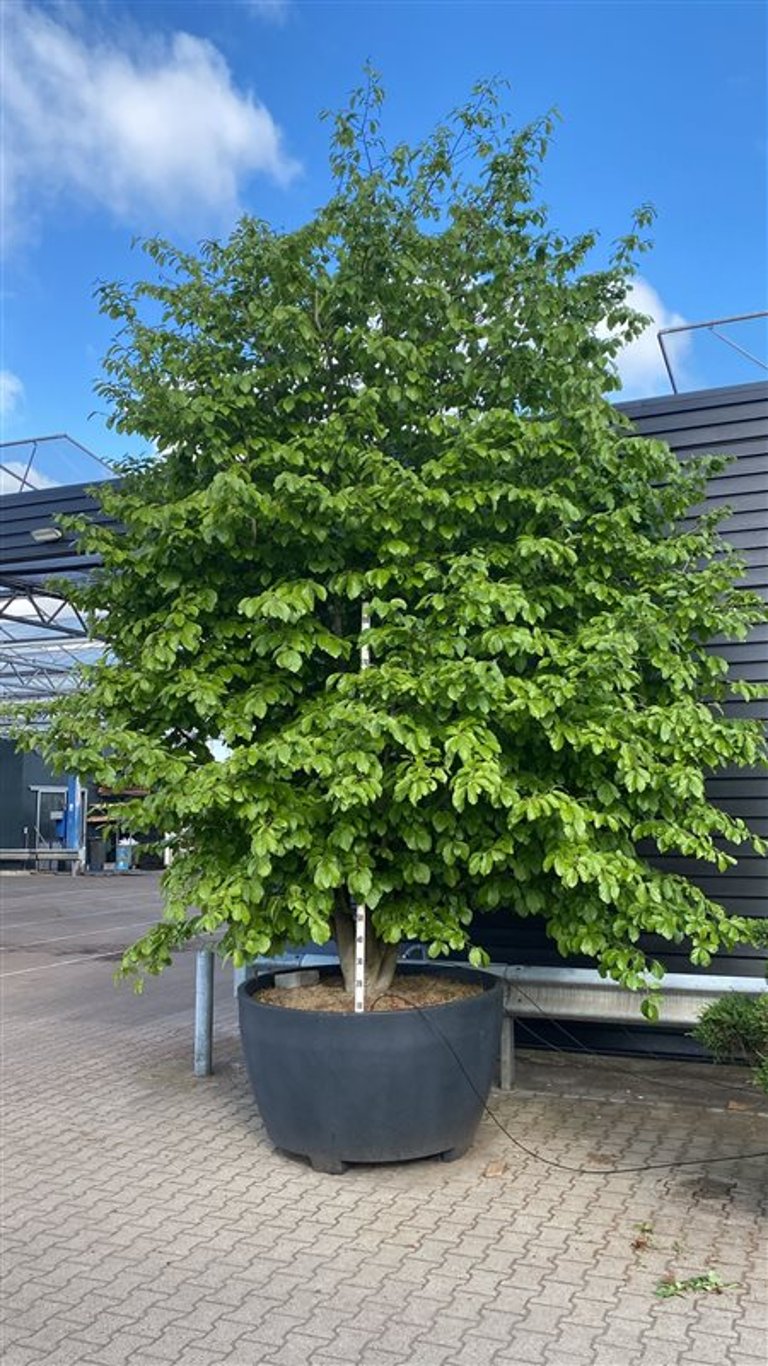 Persiskt järnträd – Parrotia persica - C 1040 Decopot 400-450 cm. Sol