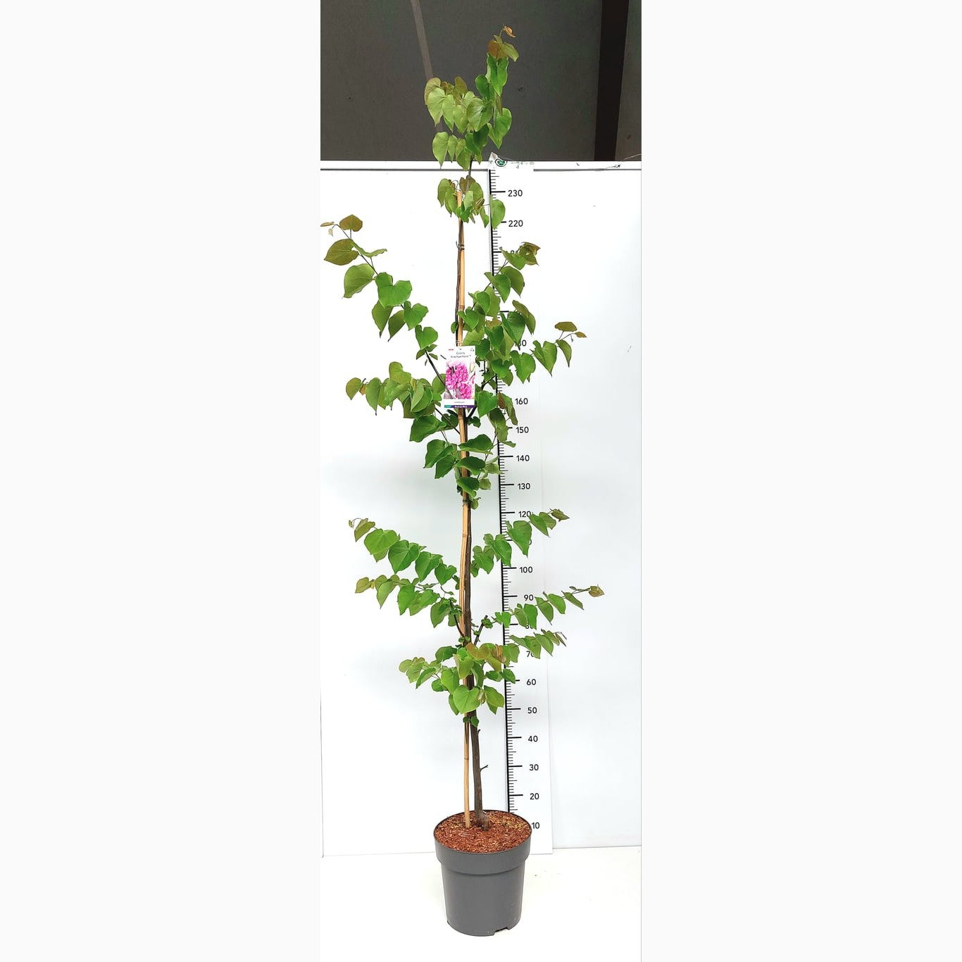 Judasträd – Cercis canadensis 'Pink Pom Pom' - C12 175-200 CM