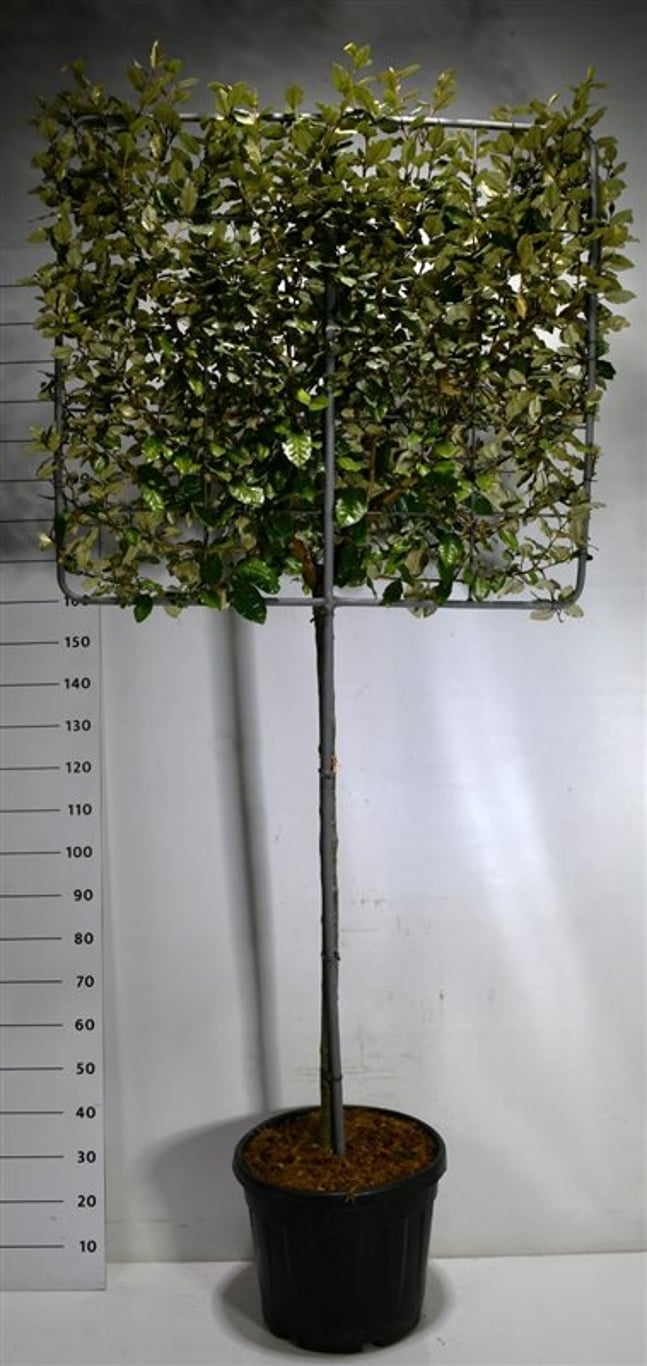 Silverolvon – Elaeagnus ebbingei 'Compacta' - C45 120 cm. Stam Leivorm