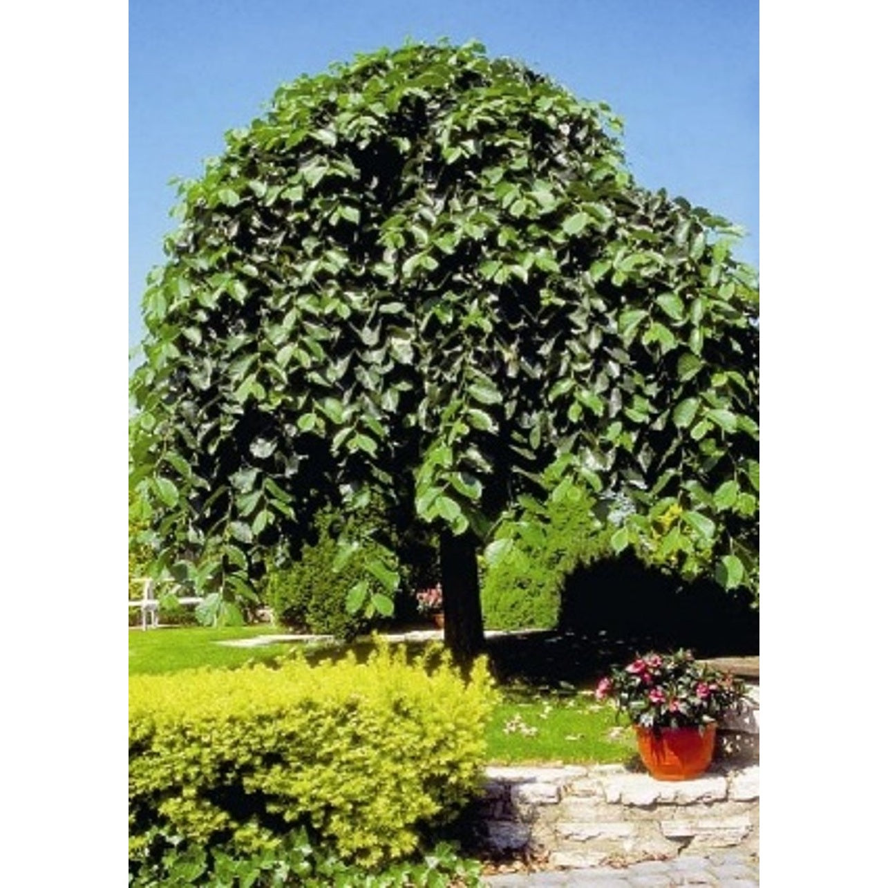 Klotalm – Ulmus 'Camperdownii' - C15 6/8  180 CM Stem