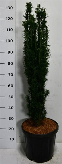 Idegran – Taxus baccata 'Fastigiata Robusta' - C18 100-125 cm.