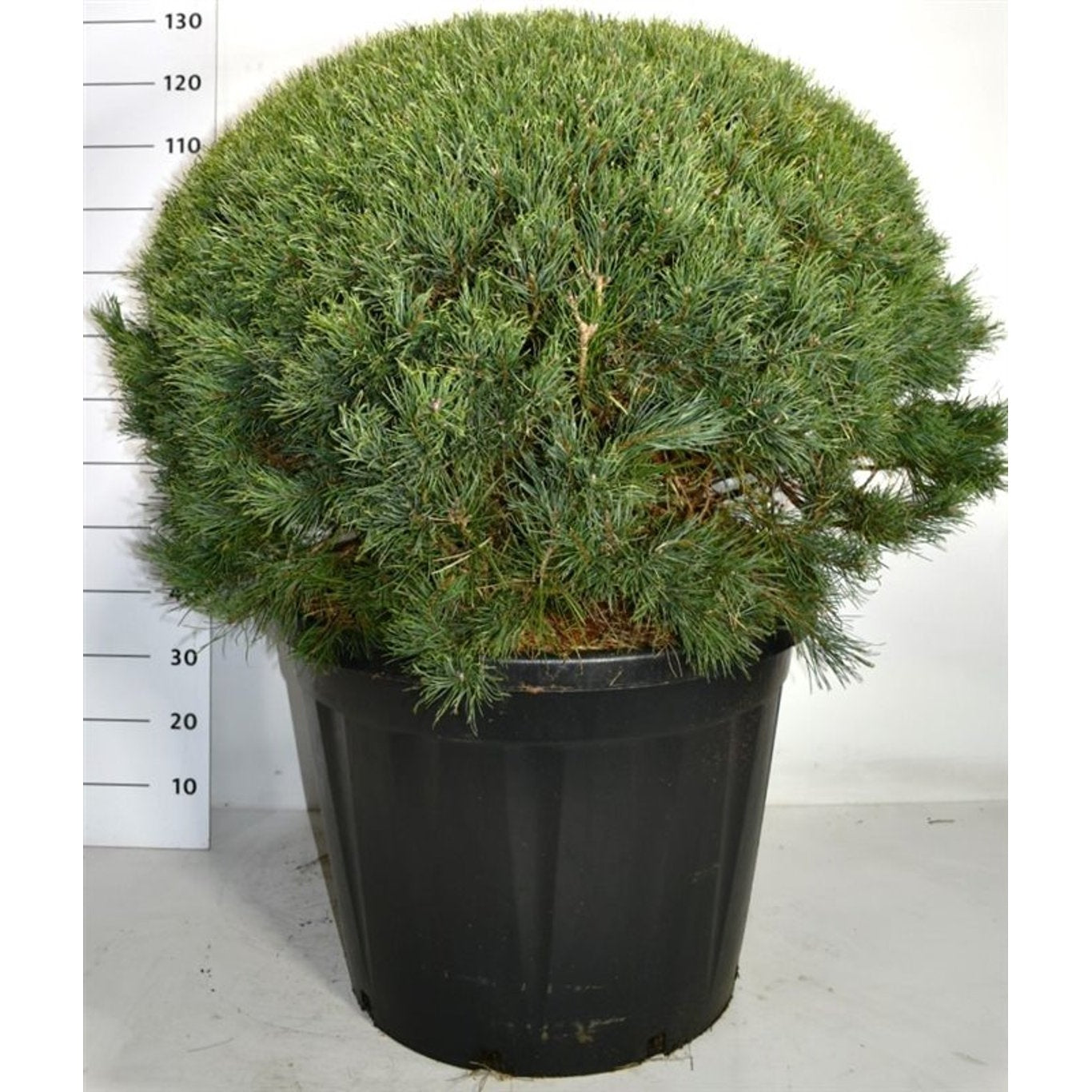 Tall – Pinus sylvestris 'Watereri' - 80 CM Ball Cont.