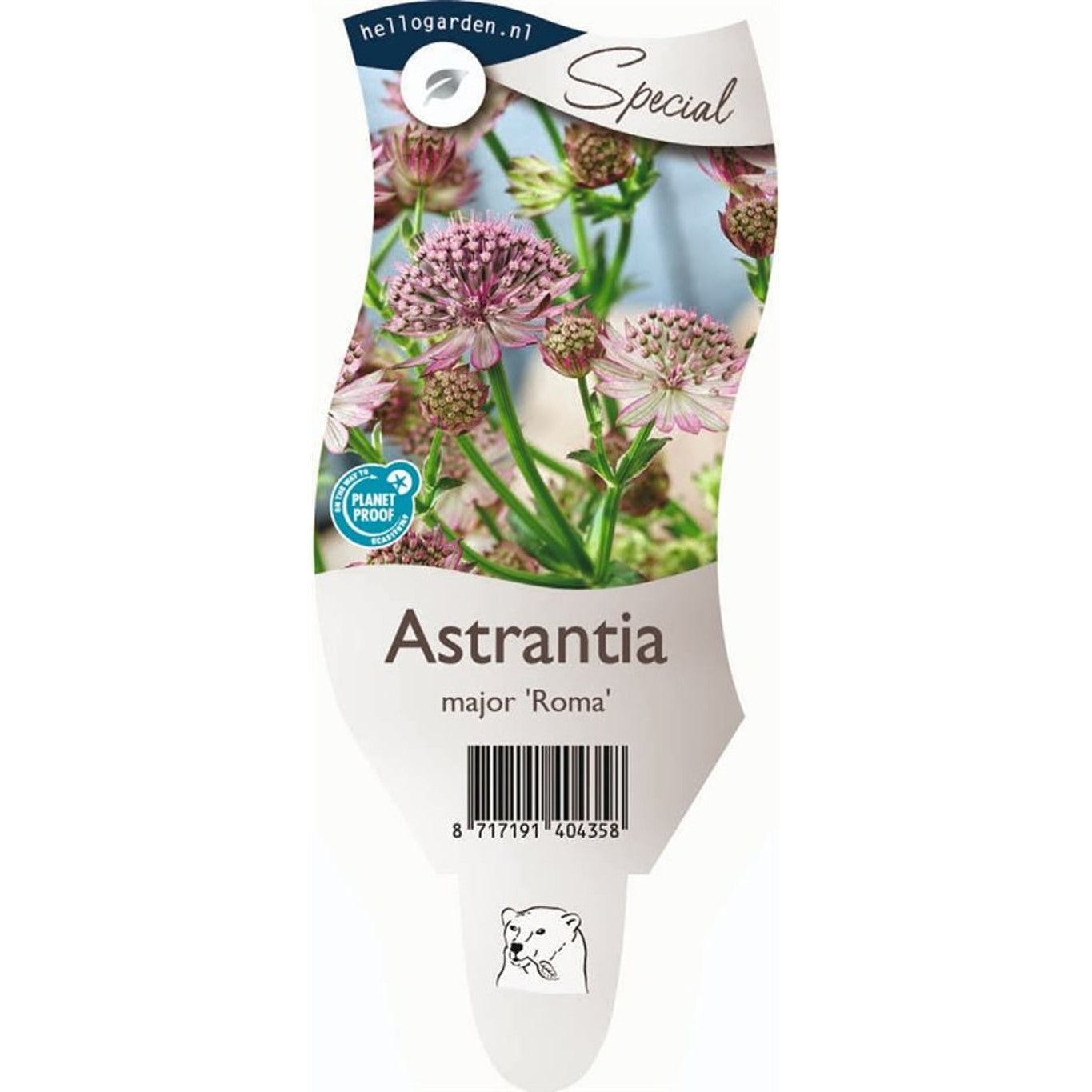 Stjärnflocka – Astrantia maj. 'Roma' - P11