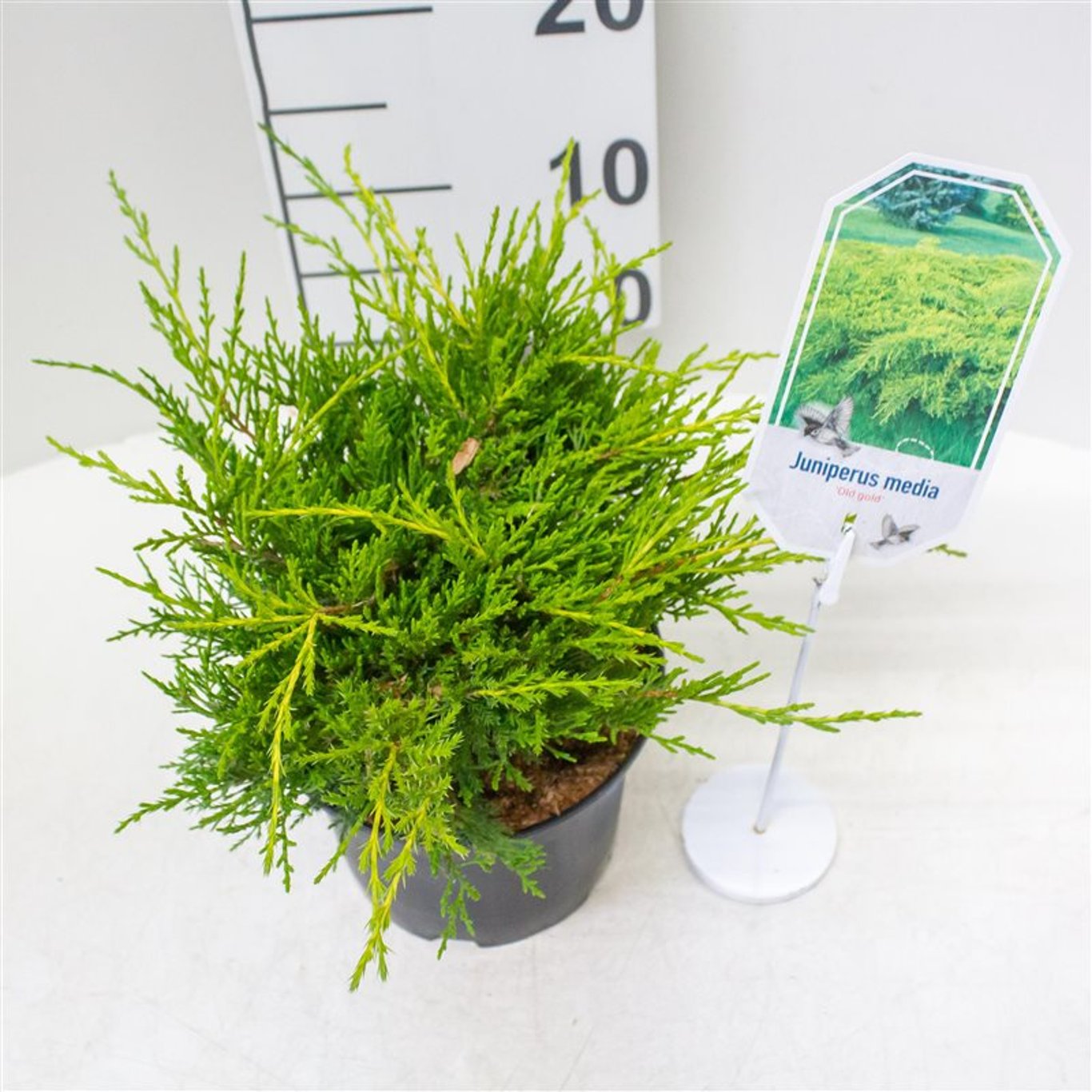 Pfitzer-en – Juniperus pfitzeriana 'Old Gold' - C2 25-30 CM