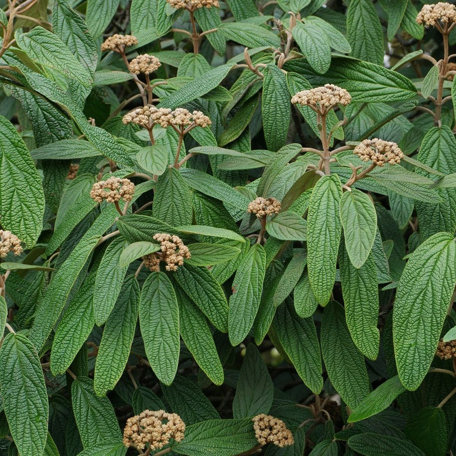 Läderbladsolvon – Viburnum rhytidophyllum - 40-60 CM bare root 2/2