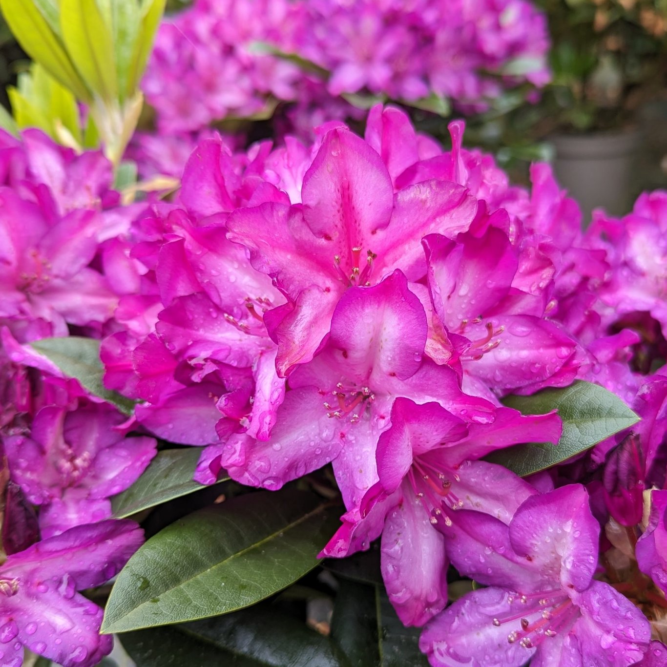 Rhododendron – Rhododendron 'Blue Print' - C5 30-40 CM