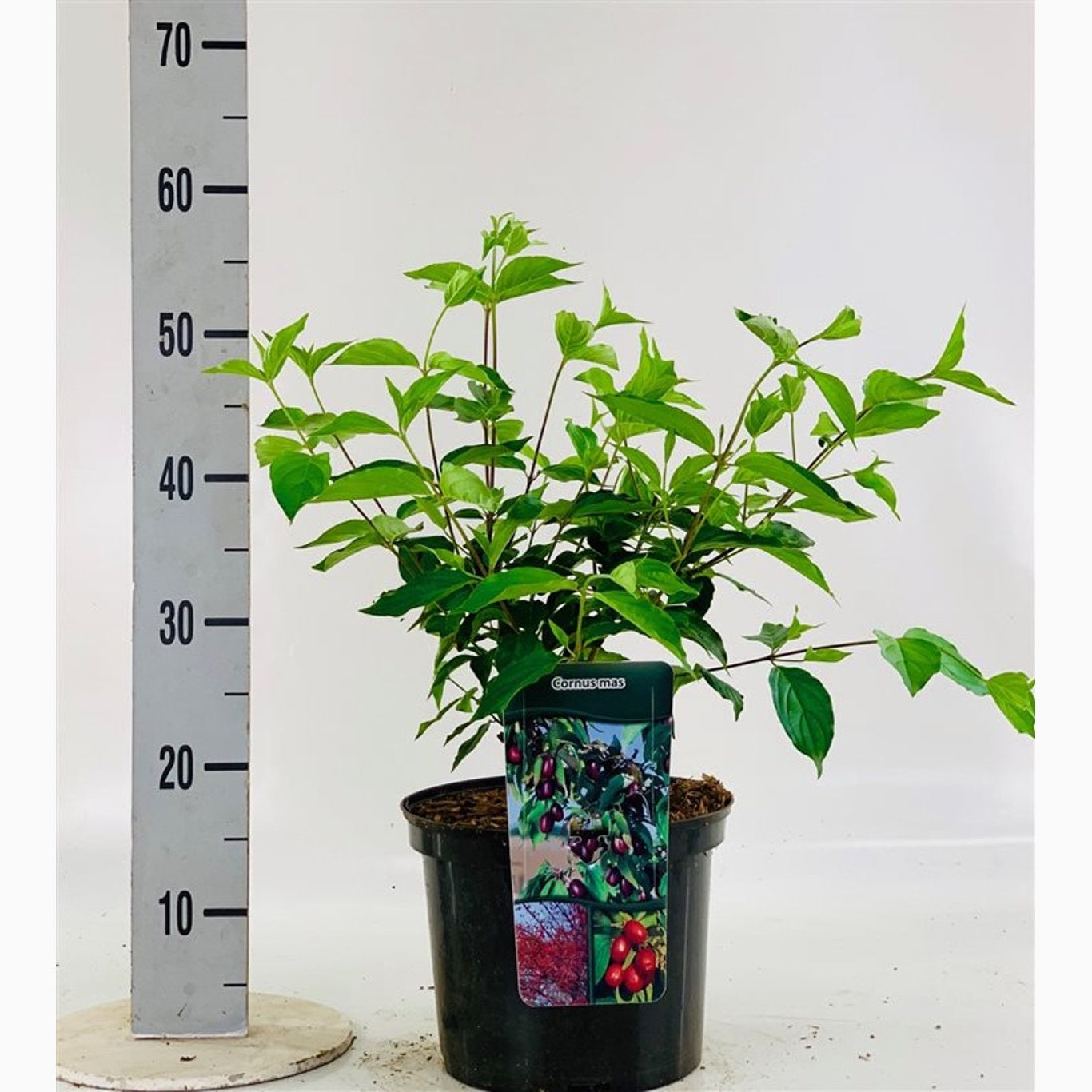 Körsbärskornell – Cornus mas - C5 40/+ CM