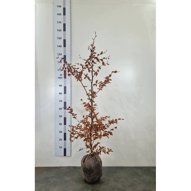 Blodbok – Fagus sylvatica - 125-150 CM RB