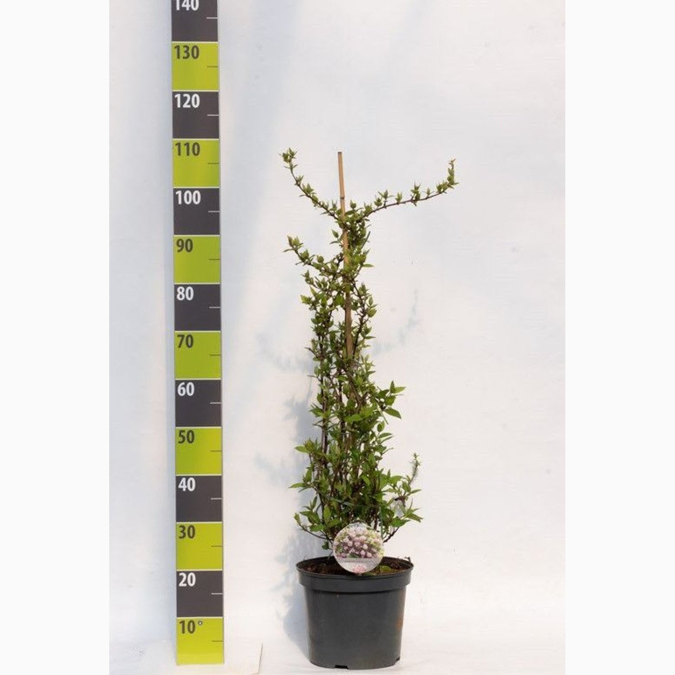 Slånspirea – Deutzia 'Raspberry Sundae' - C7.5 60-80 CM