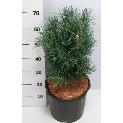 Tall – Pinus sylvestris &