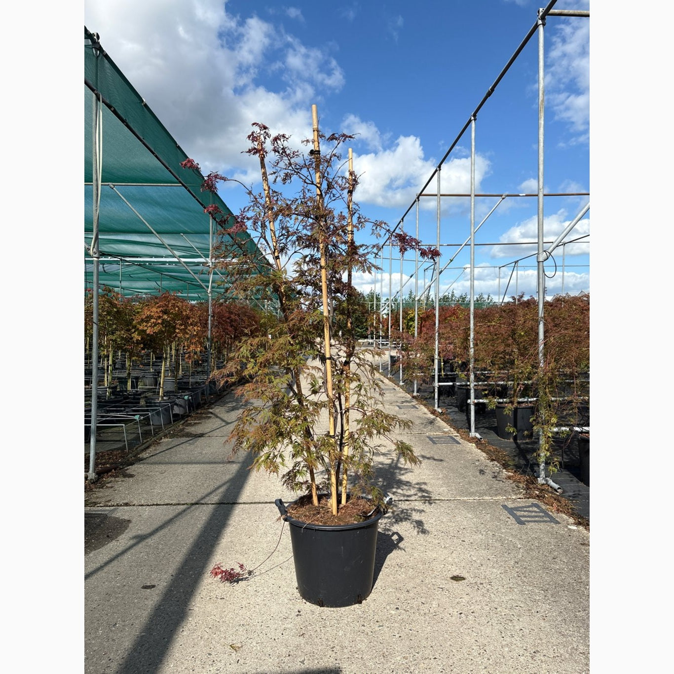 Japansk lönn – Acer pal. 'Orangeola' - C30 100-125 CM